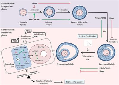 Interplay Between mTOR and Hippo Signaling in the Ovary: Clinical Choice Guidance Between Different Gonadotropin Preparations for Better IVF